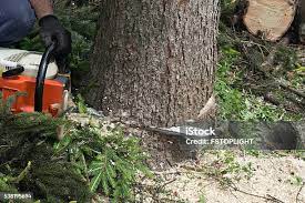 Best Commercial Tree Services  in Innotion, VA