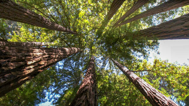 Best Tree Health Inspection  in Innotion, VA
