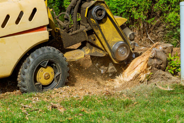 Best Lawn Maintenance Plans  in Innotion, VA