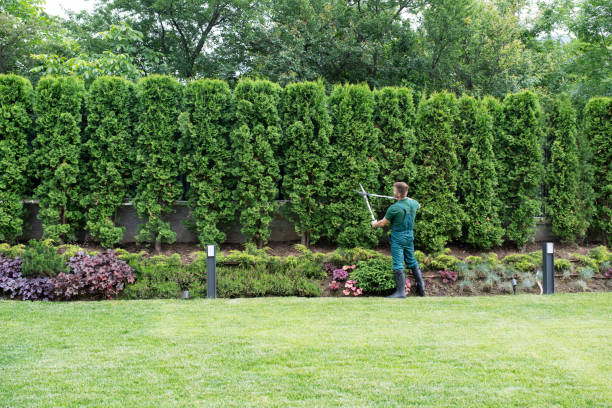 Reliable Innovation, VA Tree Services Solutions