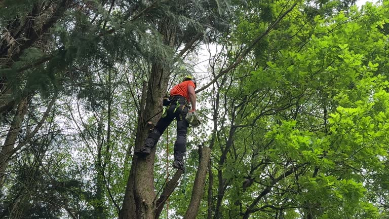 How Our Tree Care Process Works  in  Innovation, VA