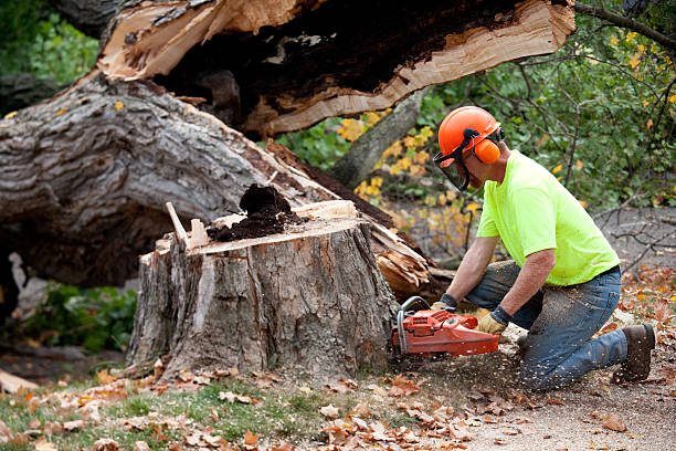 Best Seasonal Cleanup (Spring/Fall)  in Innotion, VA