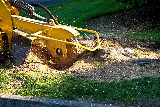 Best Storm Damage Tree Cleanup  in Innotion, VA