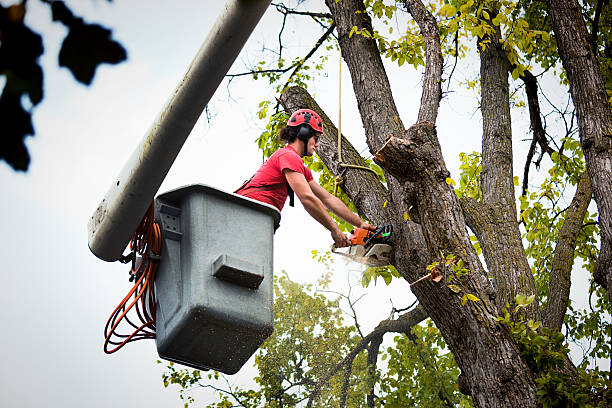Best Tree Trimming and Pruning  in Innotion, VA